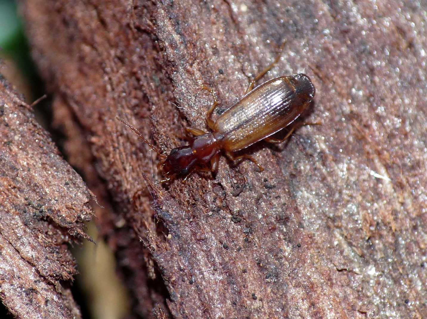 Paradromius linearis dell''Elba